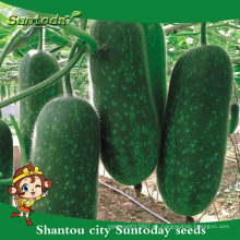 Suntoday surtido de híbridos vegetales de plántulas vegetales F1 botella de jardín semillas de calabaza de cera chieh-qua (19005)